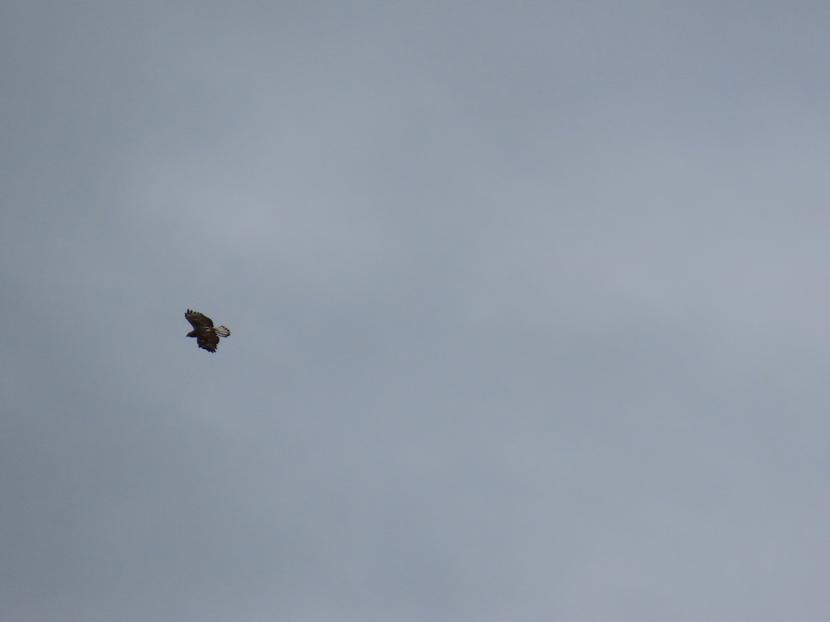 Red-tailed Hawk (Harlan's) - ML621210888