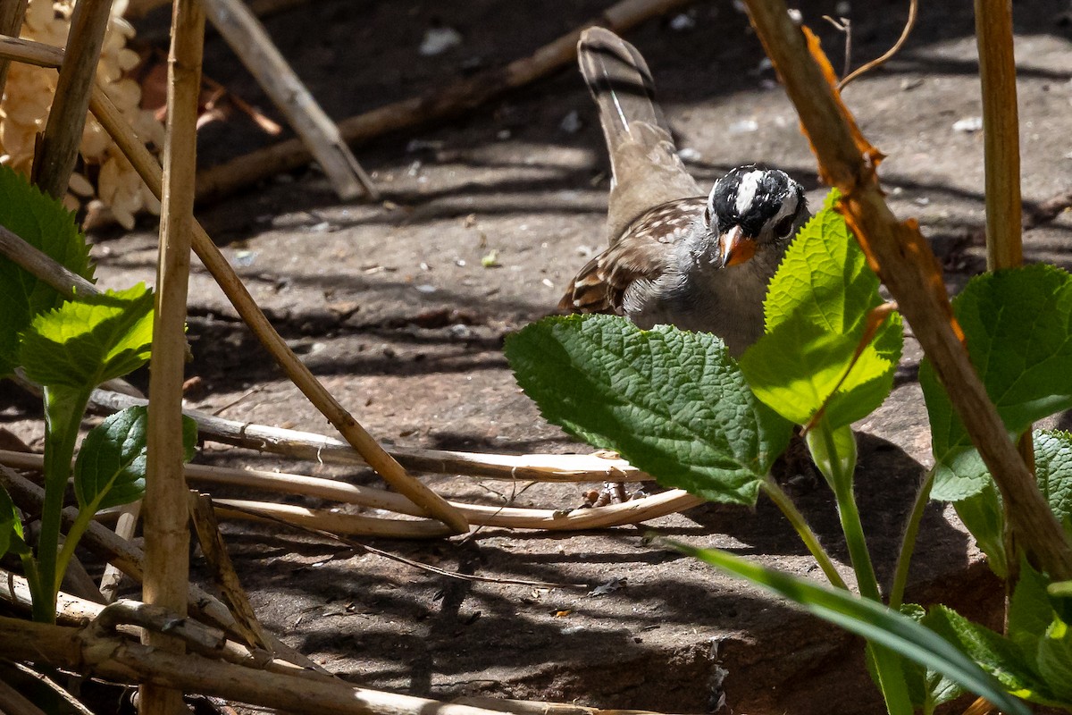 White-crowned Sparrow - ML621210902