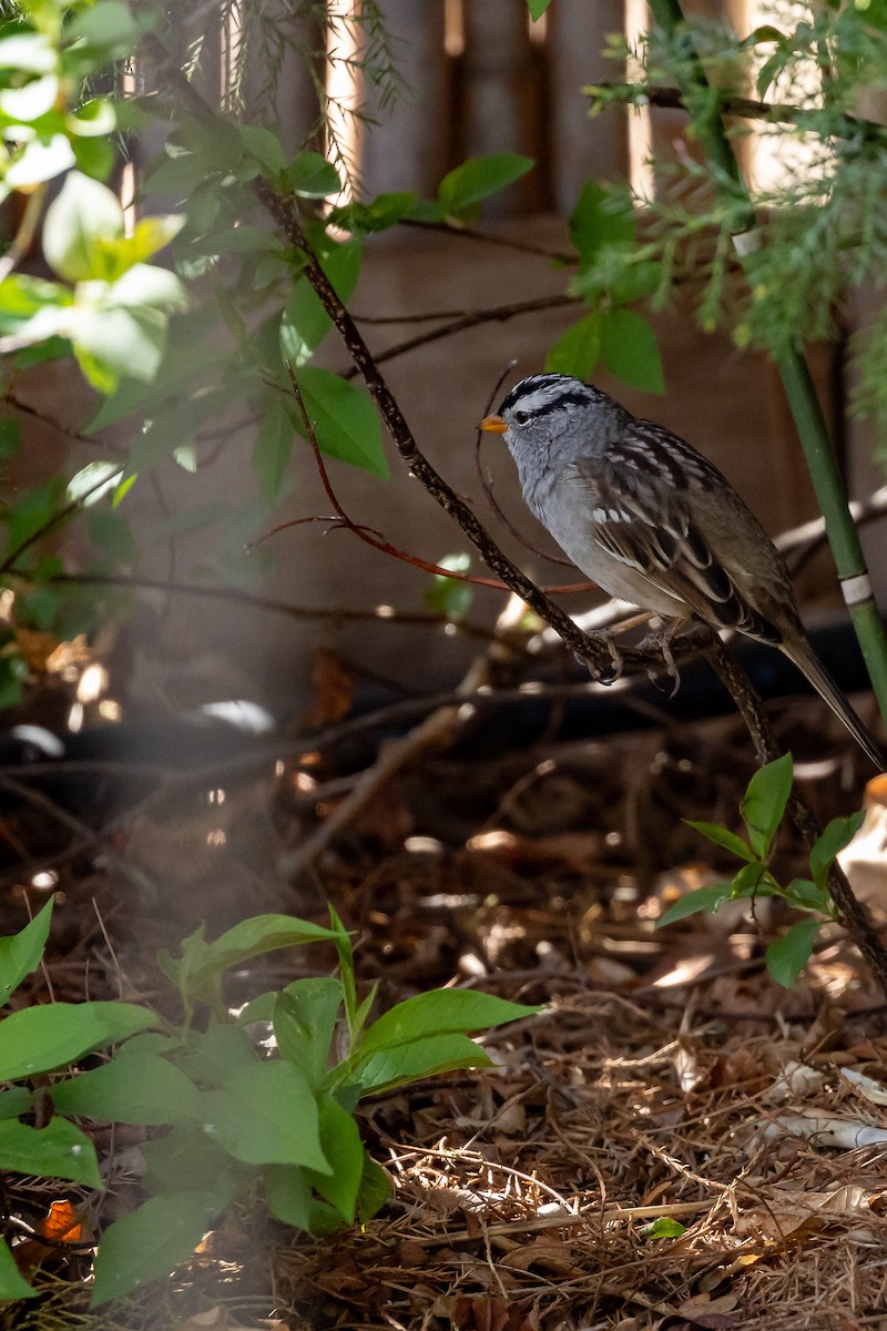 White-crowned Sparrow - ML621210903