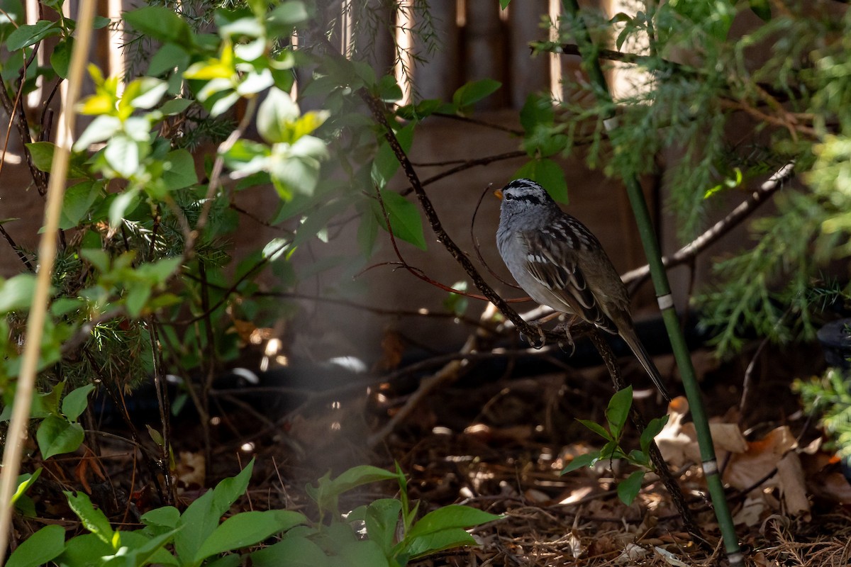 White-crowned Sparrow - ML621210904