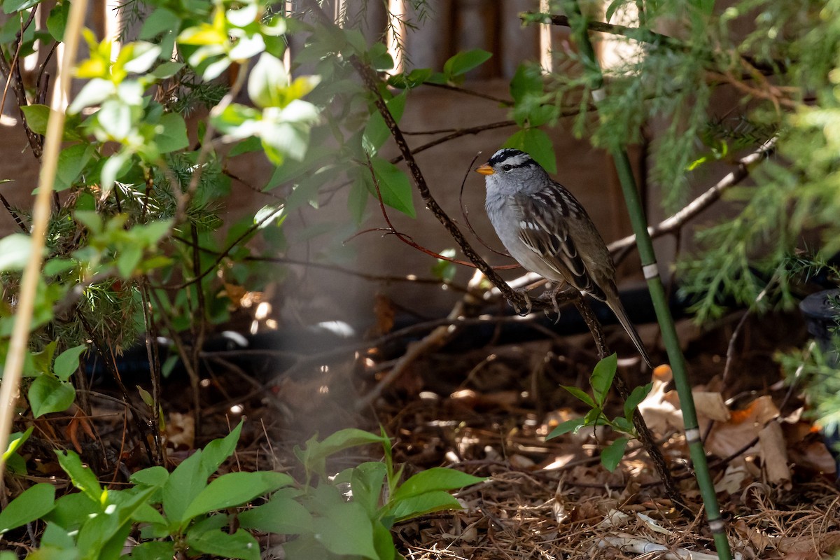 White-crowned Sparrow - ML621210905