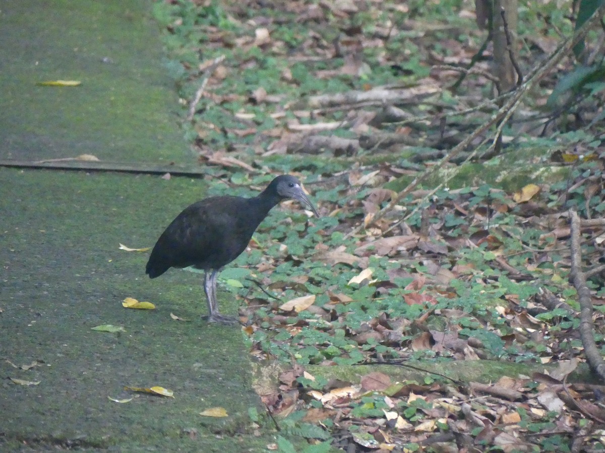 ibis zelený - ML621210907