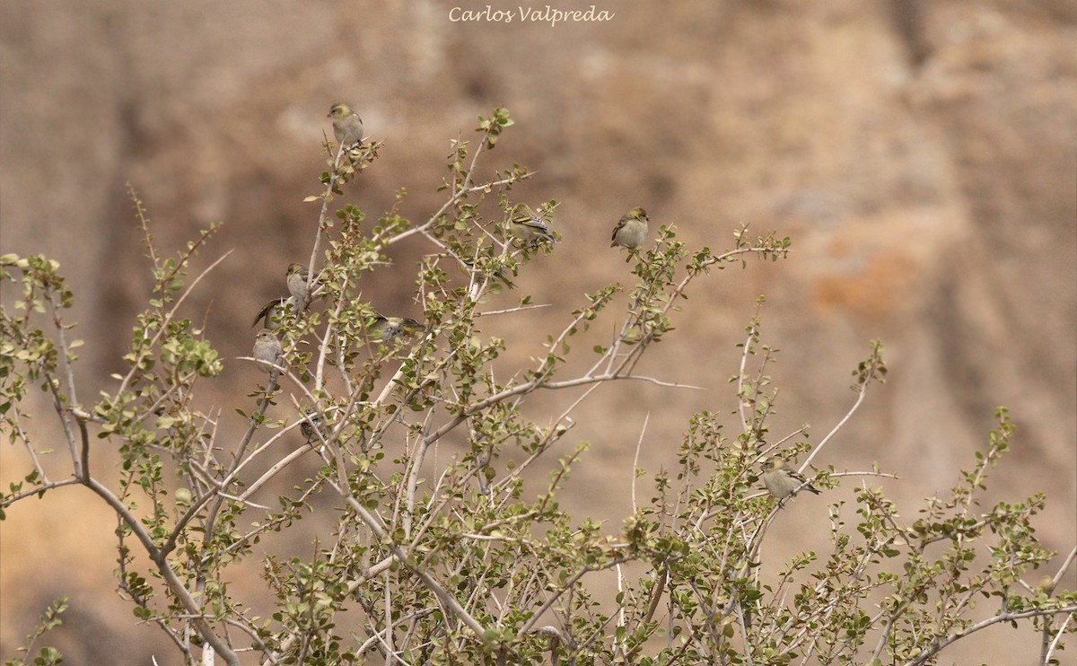 Black-chinned Siskin - ML621210911