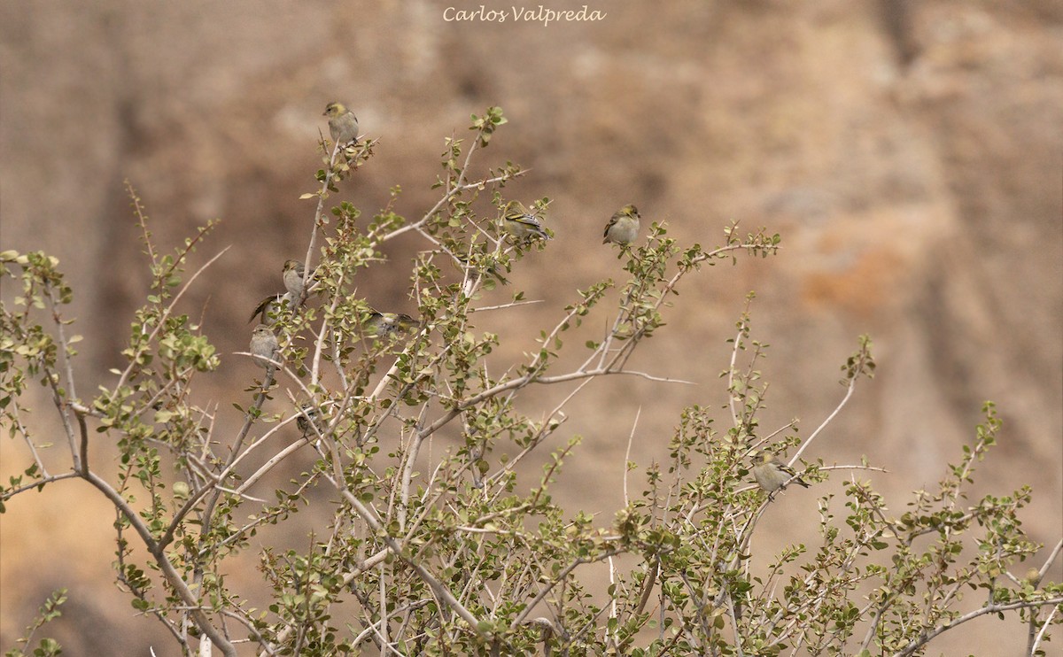 Black-chinned Siskin - ML621210911