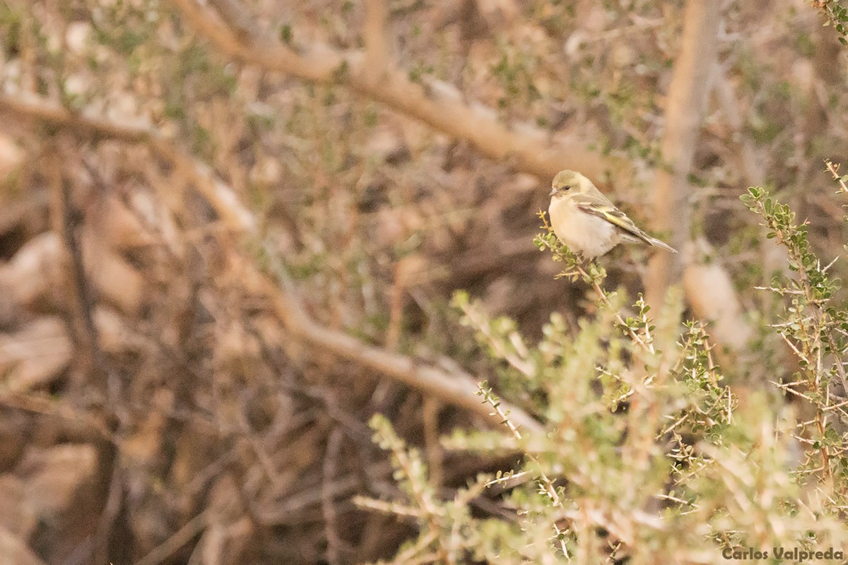 Black-chinned Siskin - ML621210919