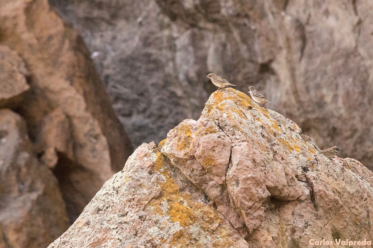 Mourning Sierra Finch - ML621210929