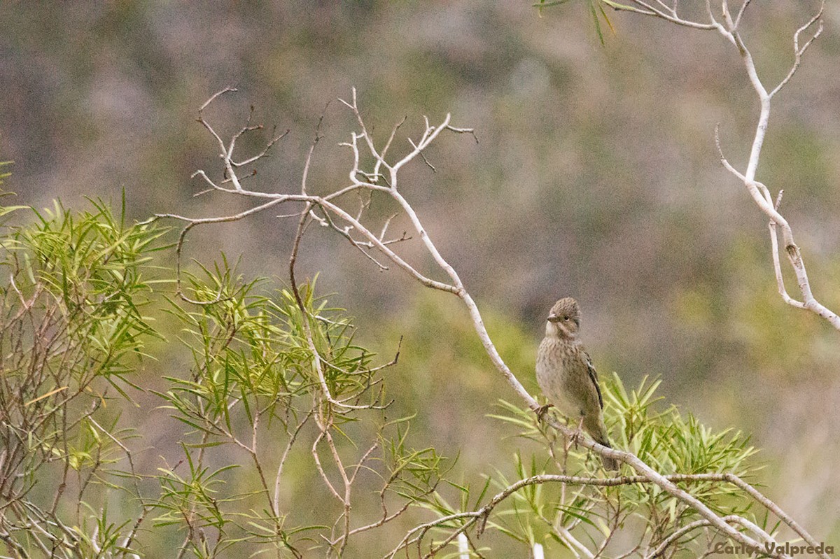 Mourning Sierra Finch - ML621210934