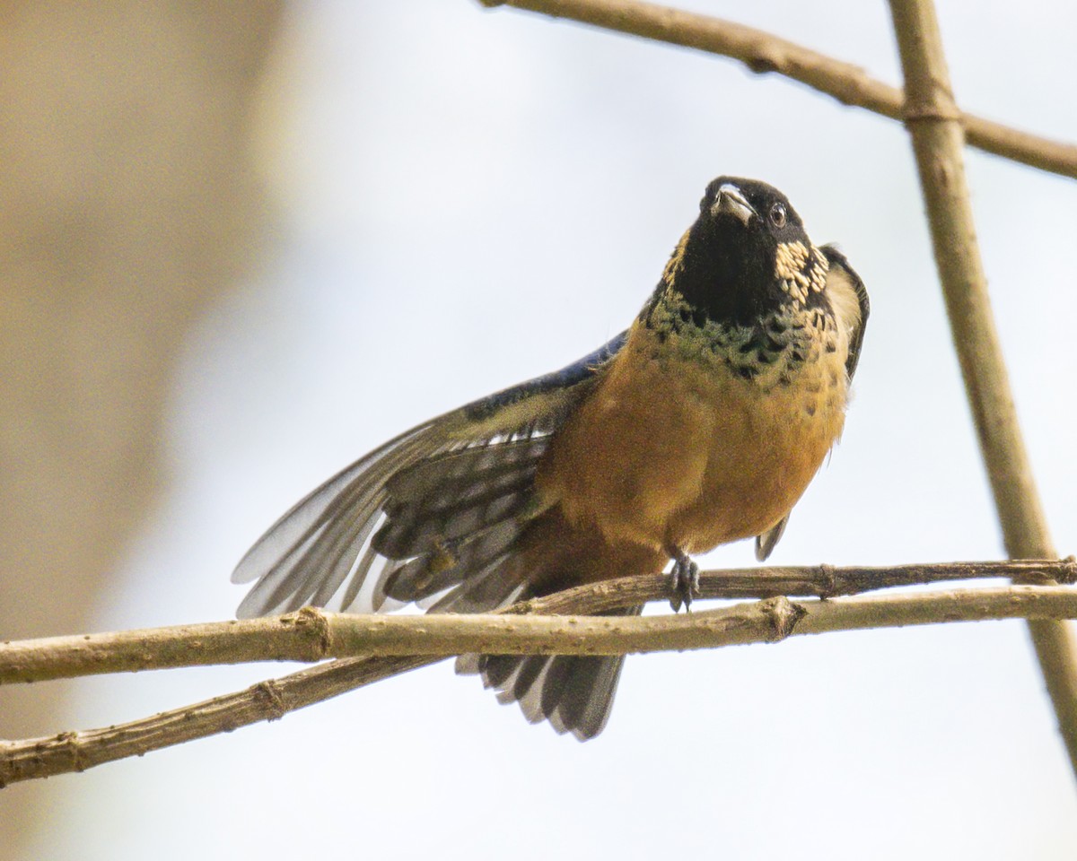 Spangle-cheeked Tanager - ML621210943