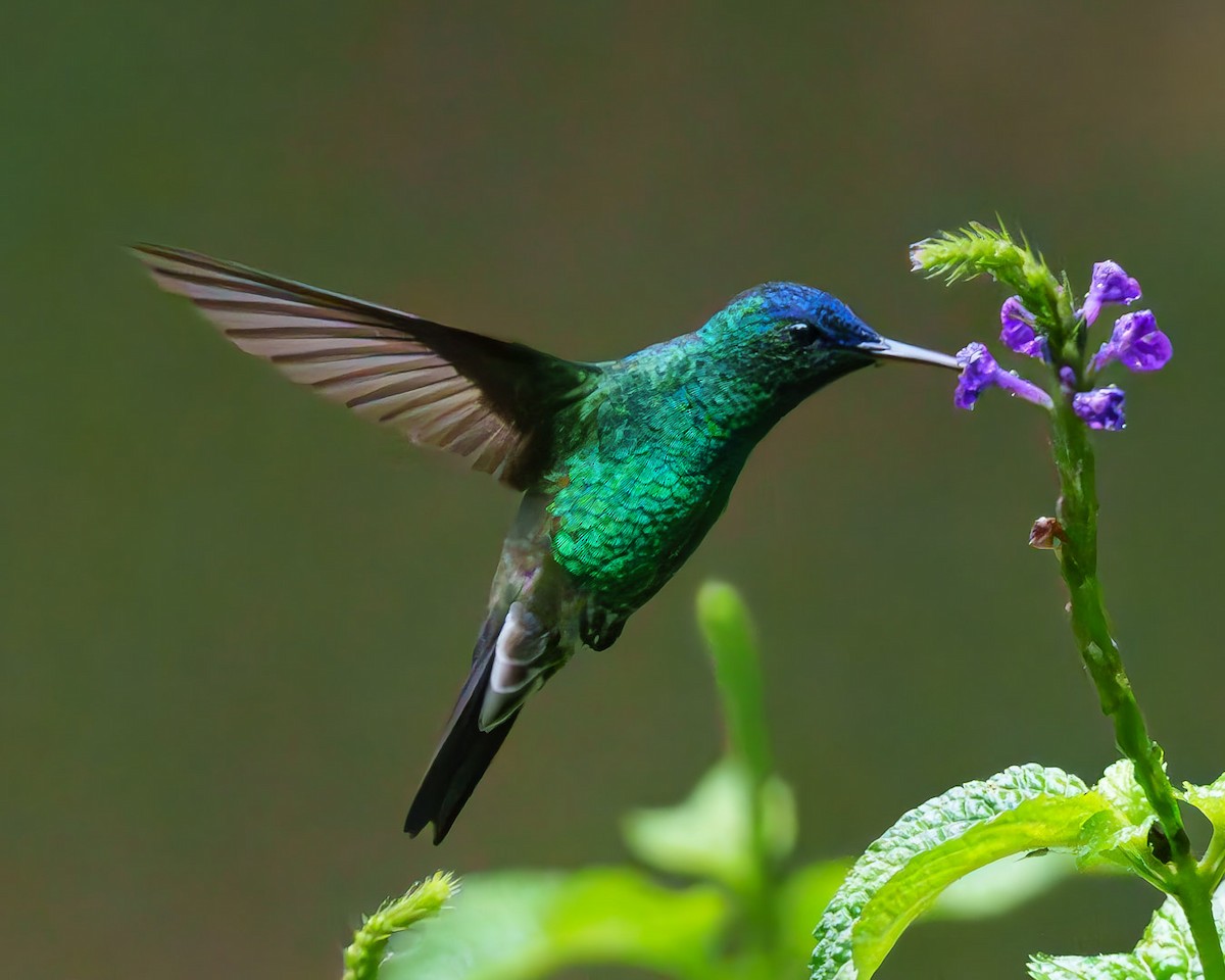 kolibřík indigovohlavý - ML621210952