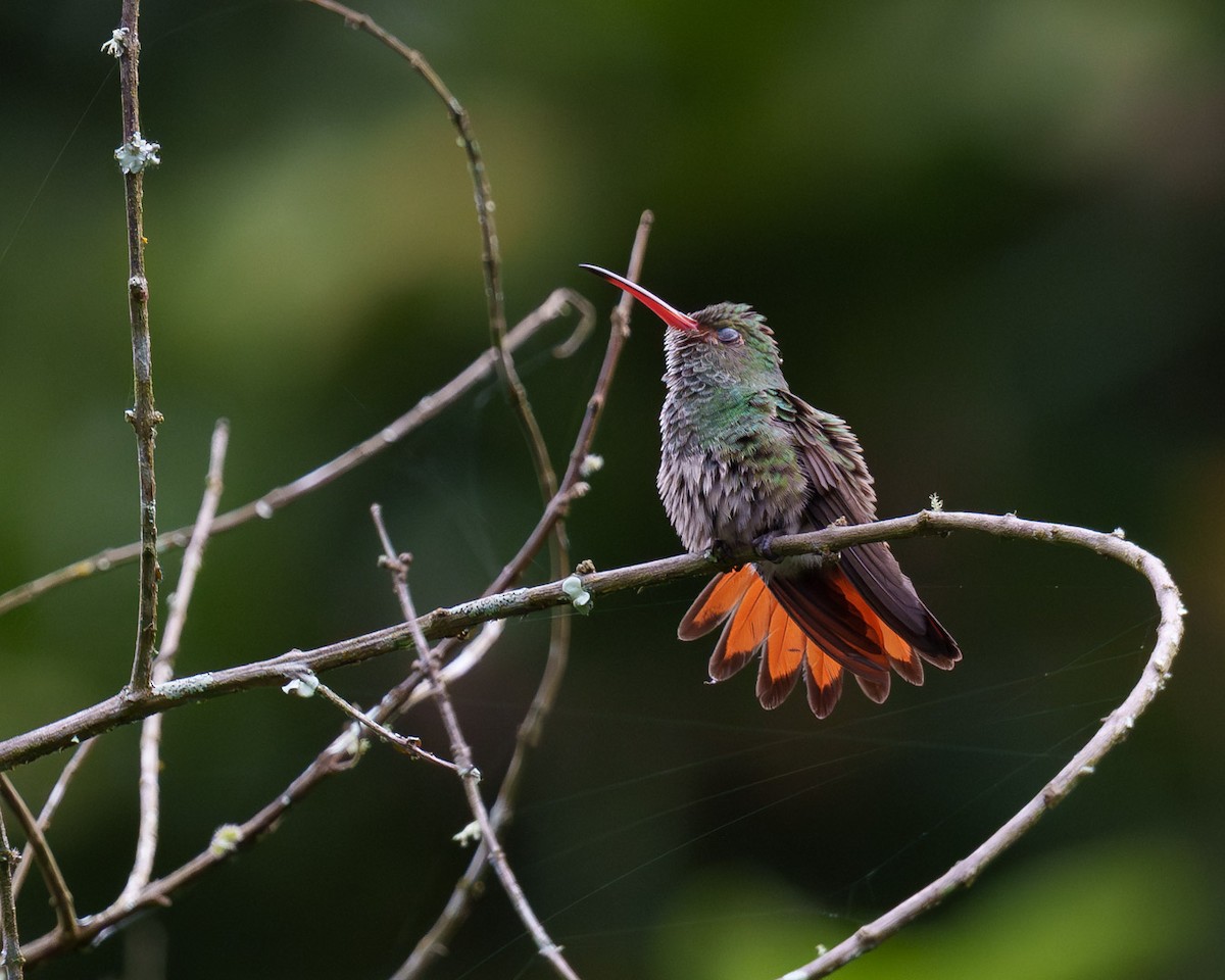 Rufous-tailed Hummingbird - ML621210961