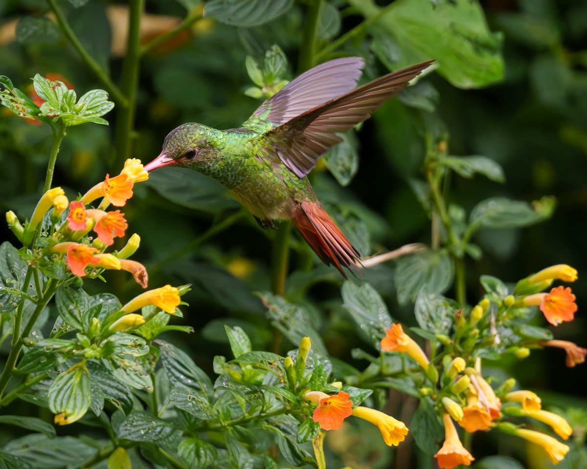 Rufous-tailed Hummingbird - ML621210962