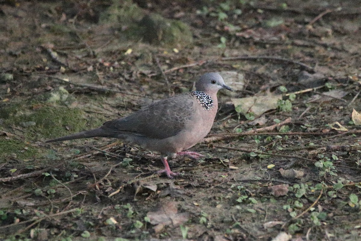 Spotted Dove - ML621210965