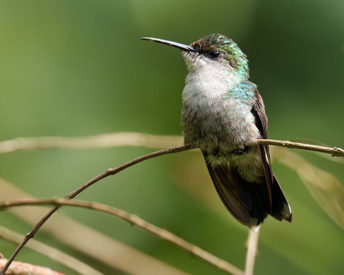 kolibřík andský - ML621210970