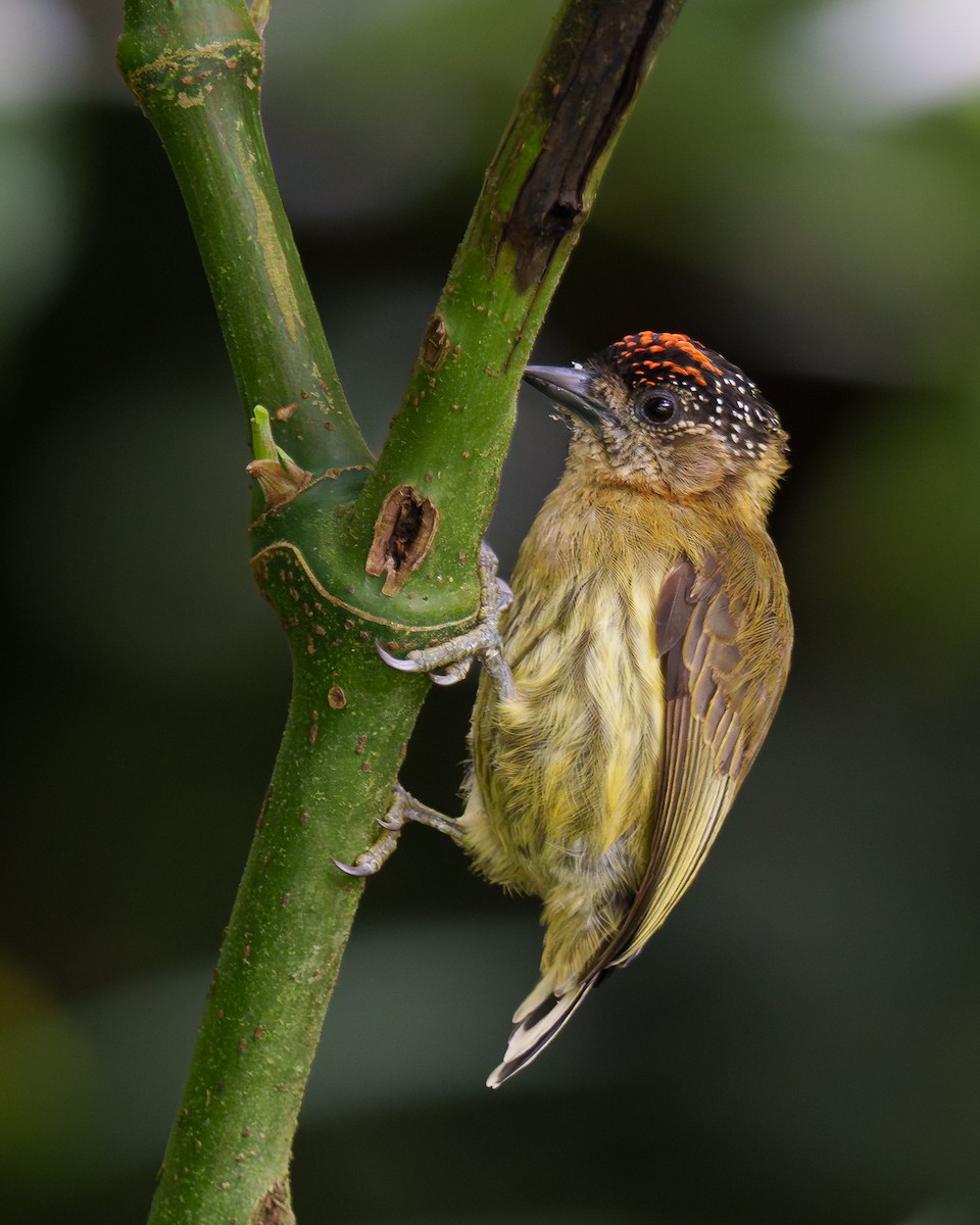 Olivaceous Piculet - ML621210977