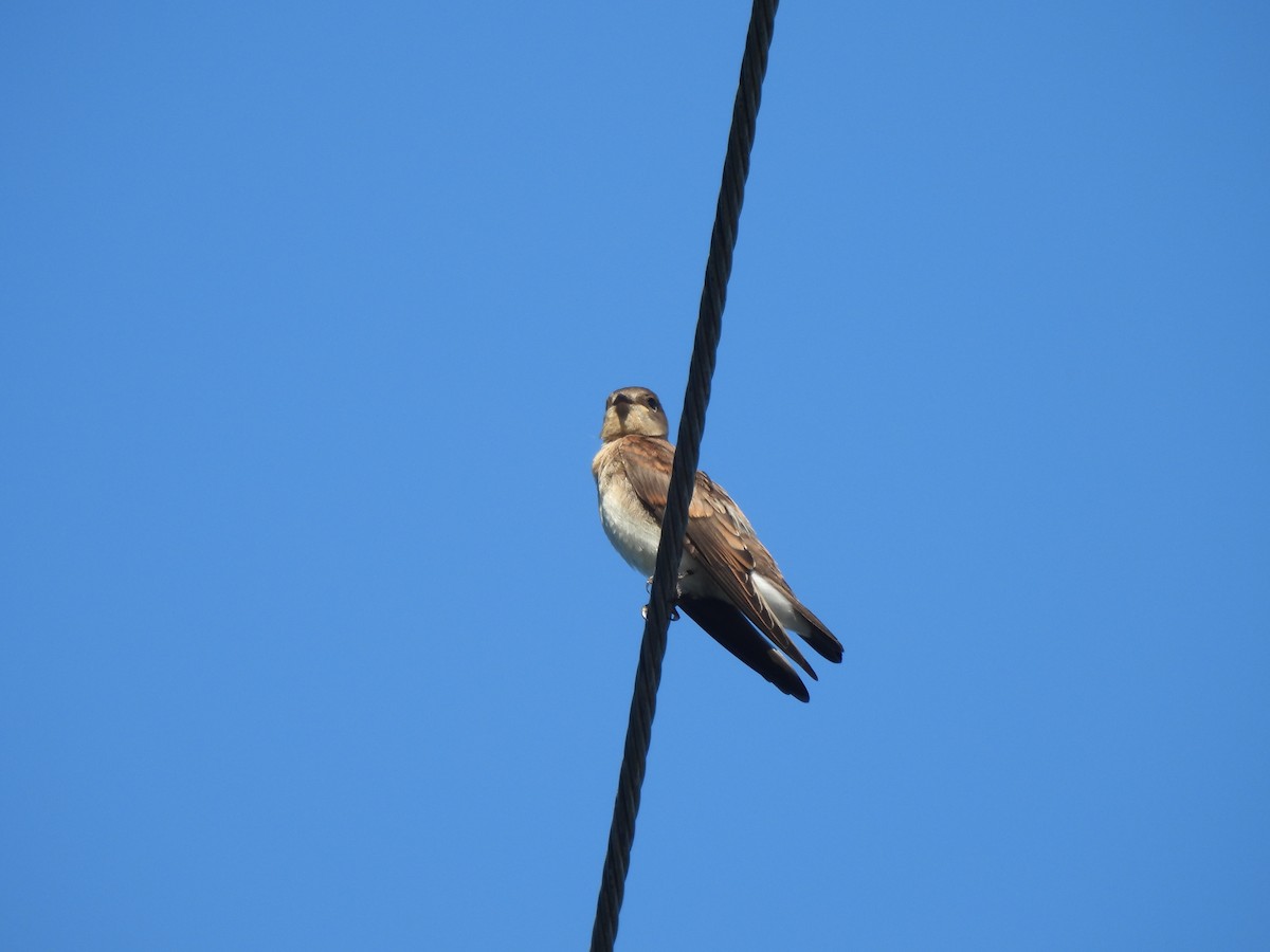 Northern Rough-winged Swallow - ML621211021