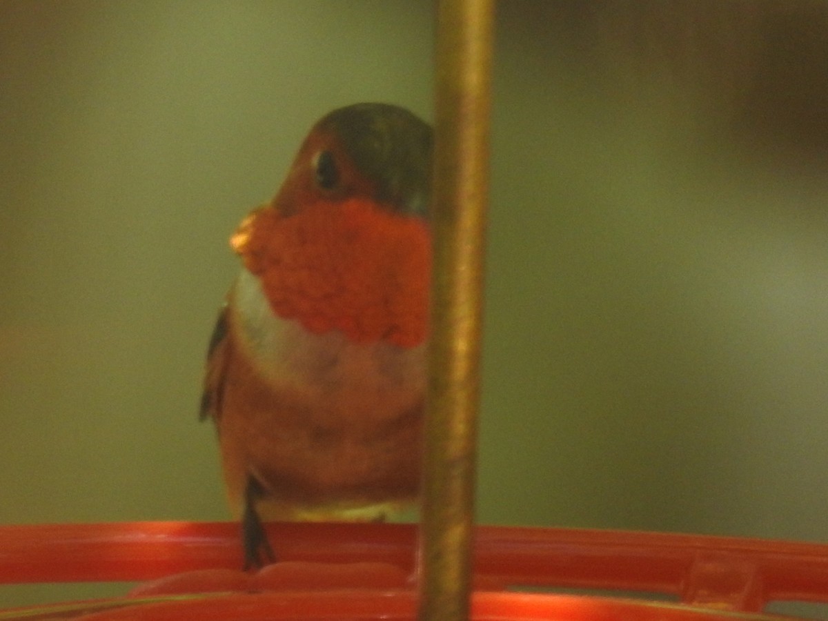 Rufous Hummingbird - ML621211039