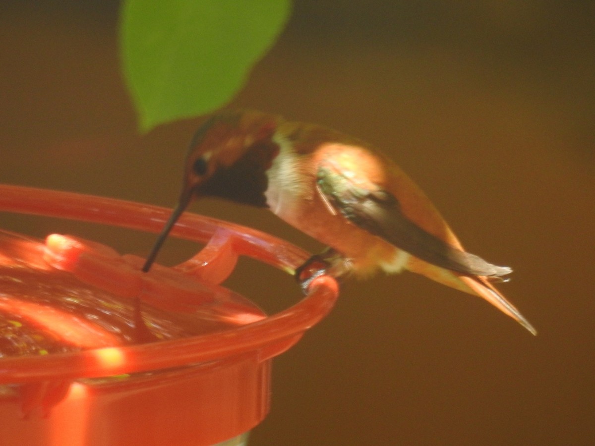 Rufous Hummingbird - ML621211040