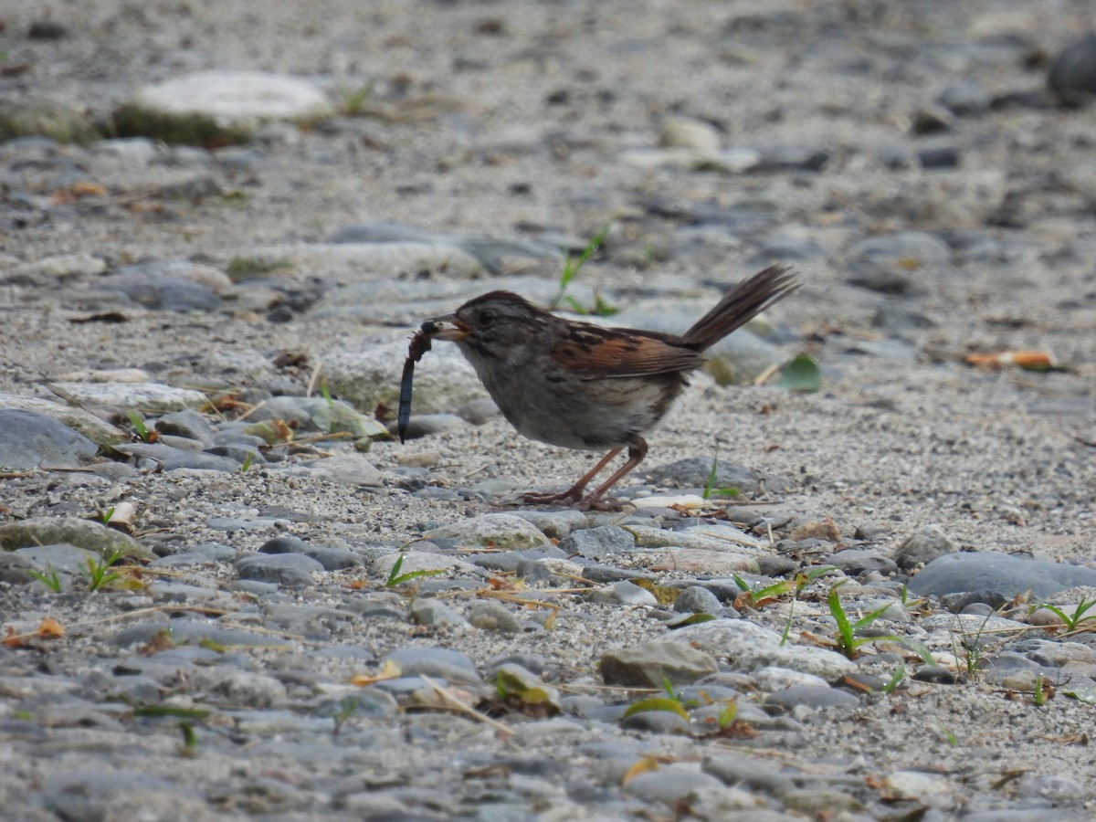 Swamp Sparrow - ML621211043