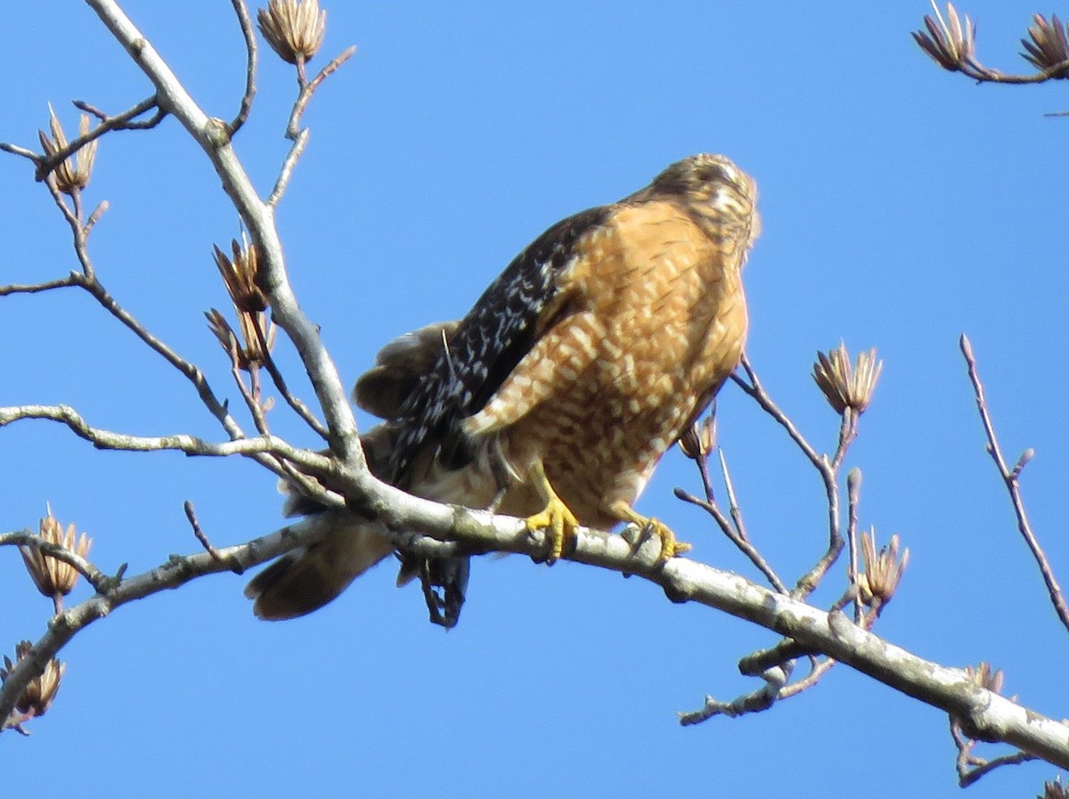 Red-shouldered Hawk (lineatus Group) - ML621211067