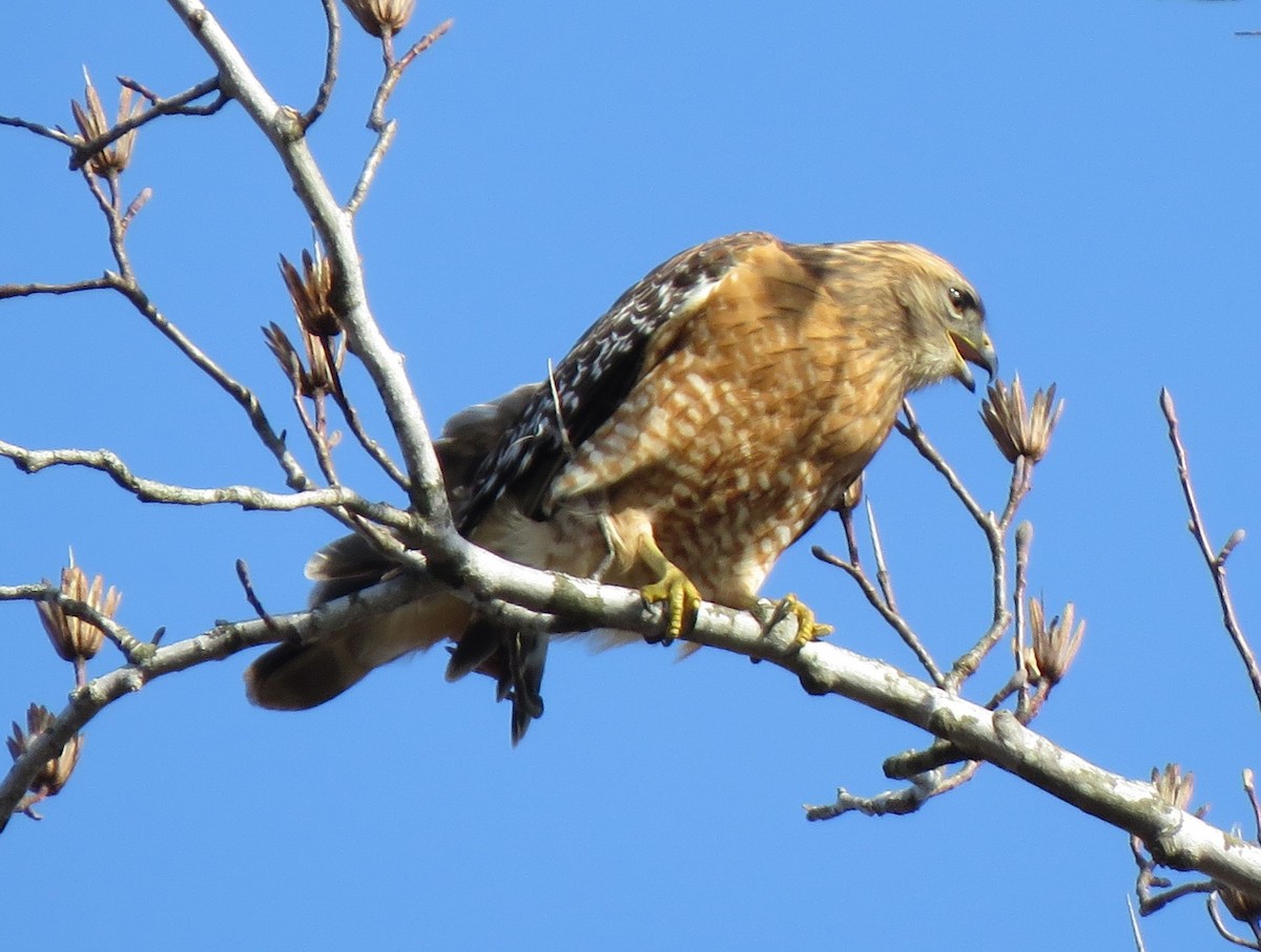 Red-shouldered Hawk (lineatus Group) - ML621211068