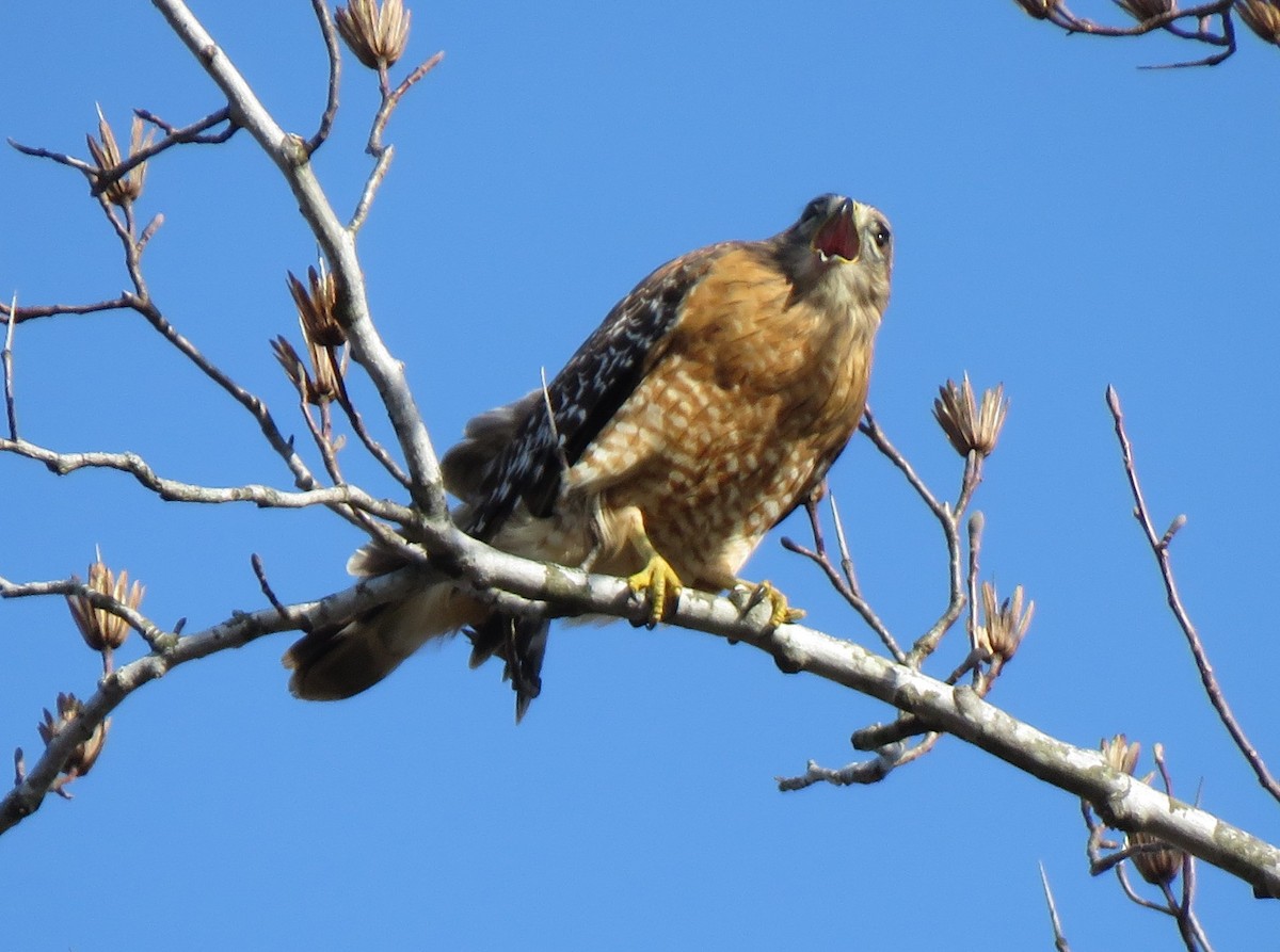 Red-shouldered Hawk (lineatus Group) - ML621211069