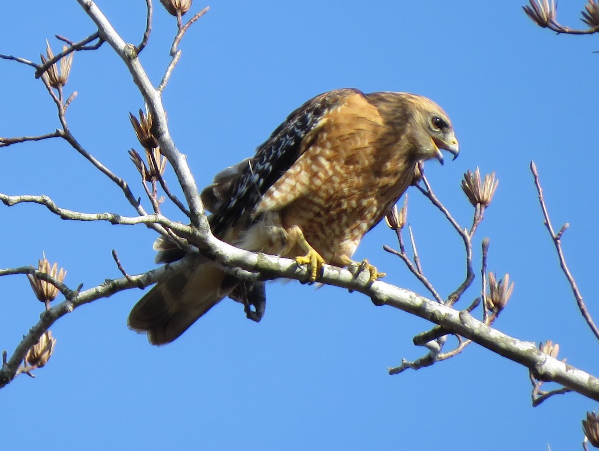 Red-shouldered Hawk (lineatus Group) - ML621211070