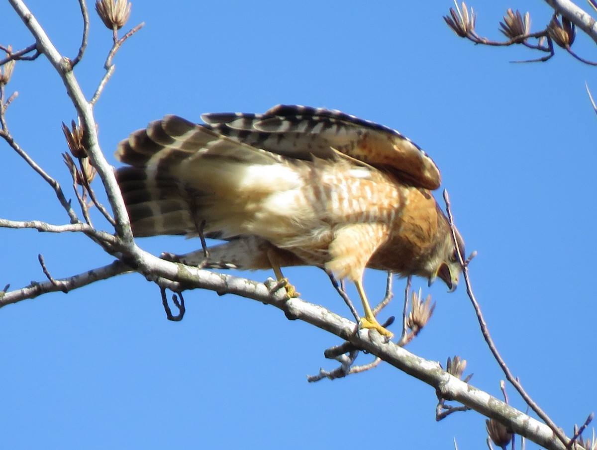 Red-shouldered Hawk (lineatus Group) - ML621211071