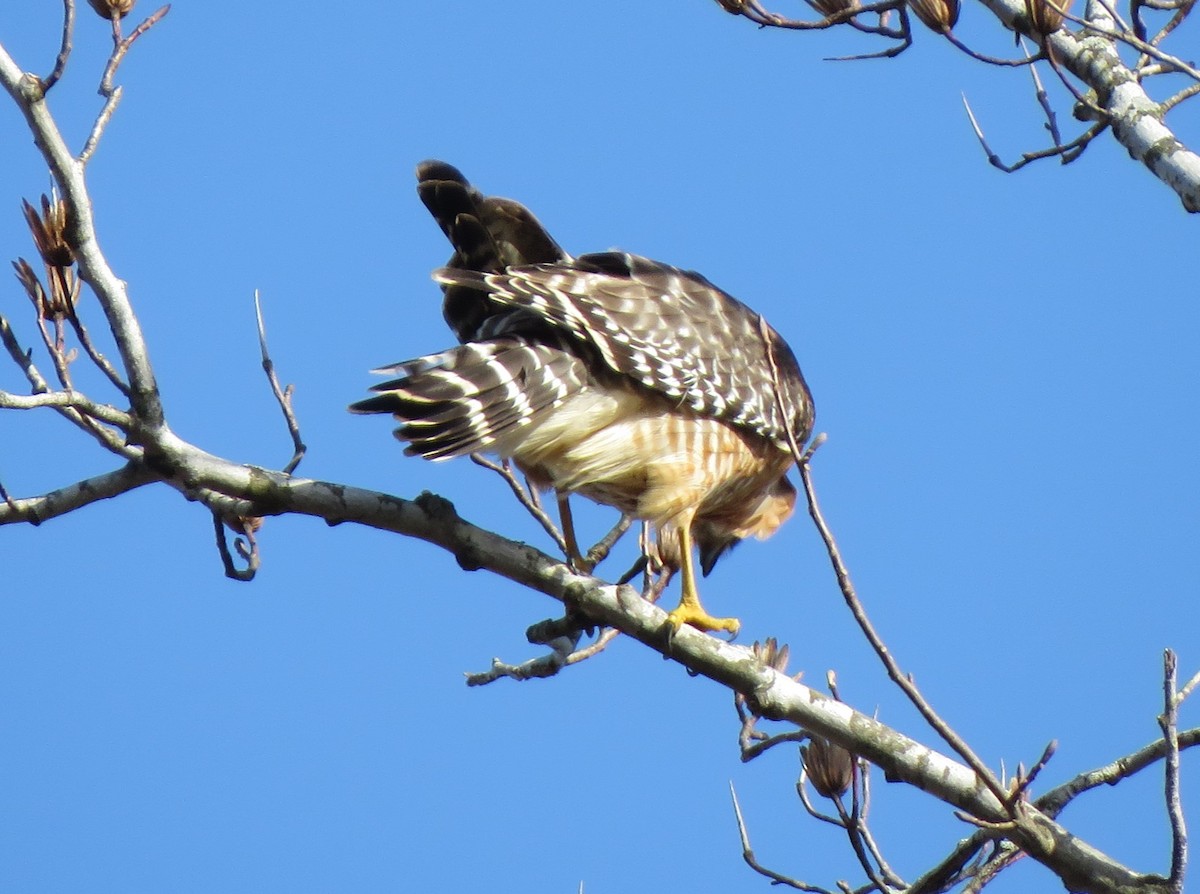 Red-shouldered Hawk (lineatus Group) - ML621211073
