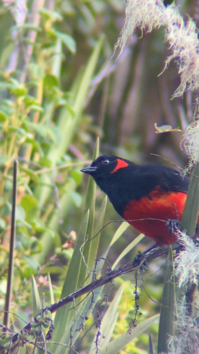 Scarlet-bellied Mountain Tanager - ML621211083