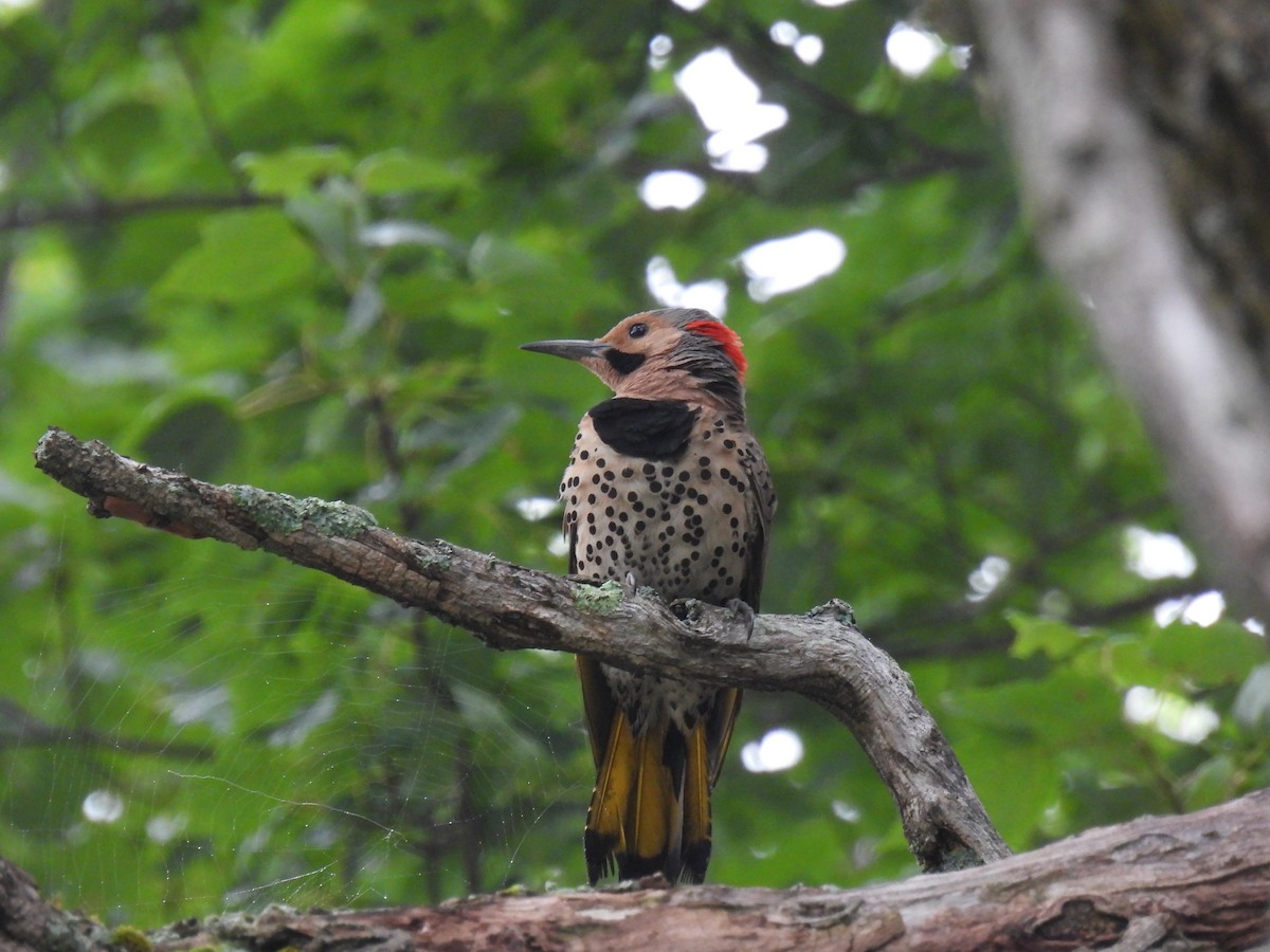 gullspett (auratus/luteus) - ML621211108