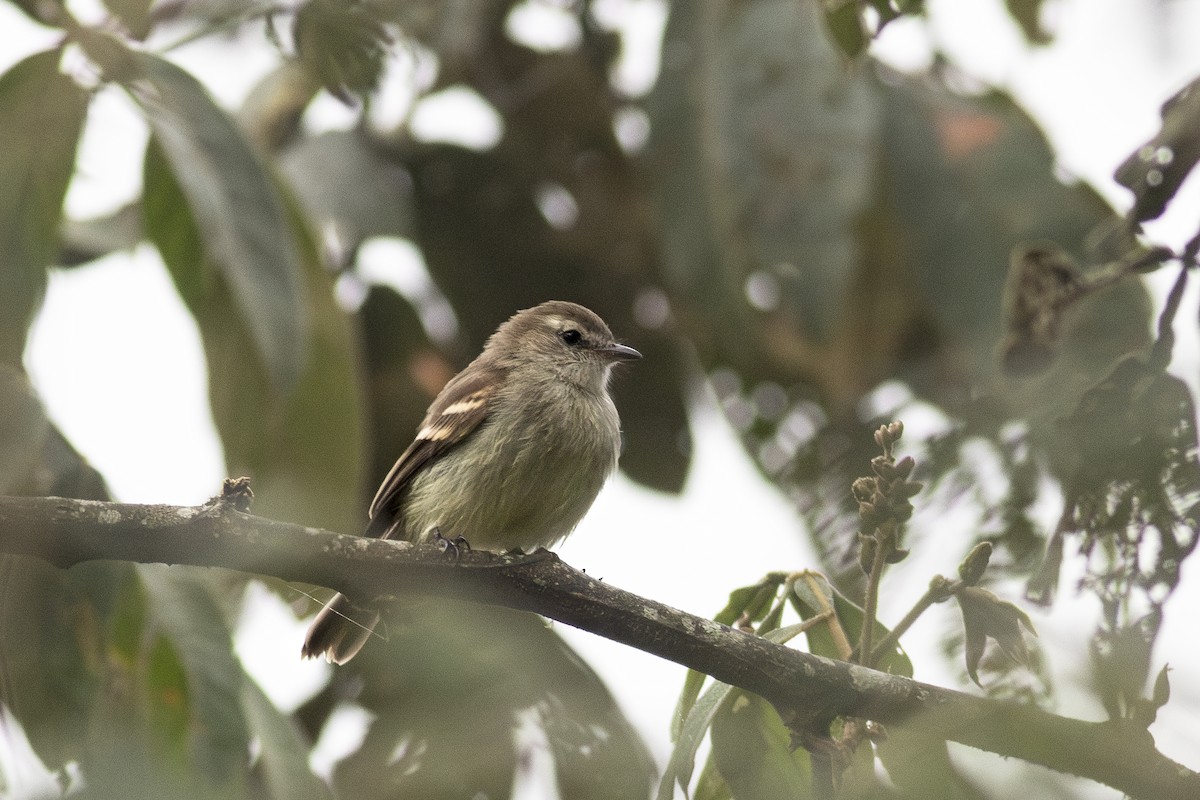Southern Mouse-colored Tyrannulet - ML621211162