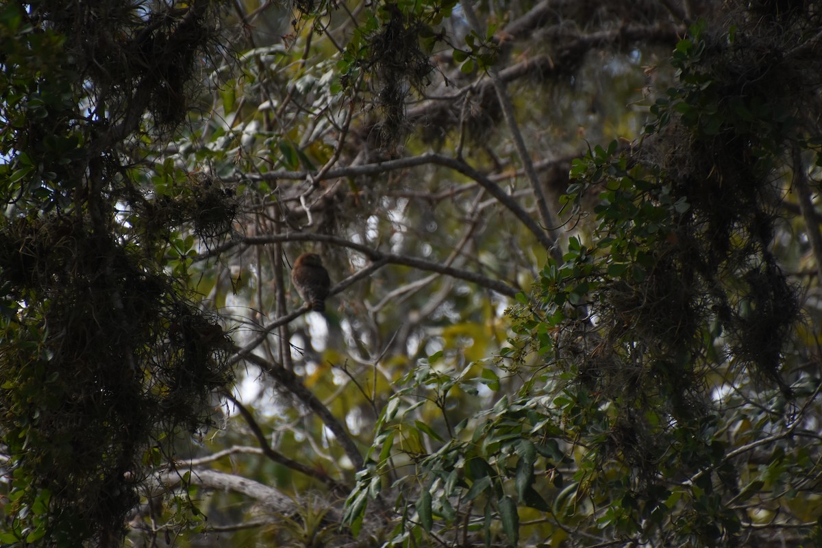 Cuban Pygmy-Owl - ML621211181