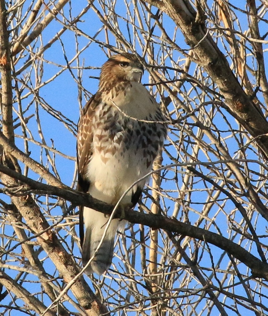 Red-tailed Hawk - ML621211182