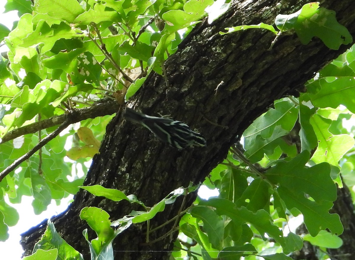 Black-and-white Warbler - ML621211185