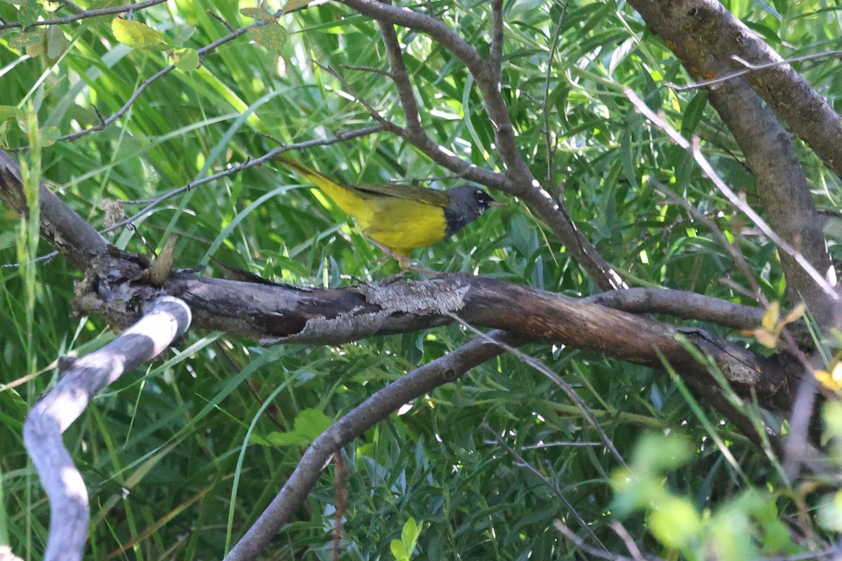 MacGillivray's Warbler - ML621211200