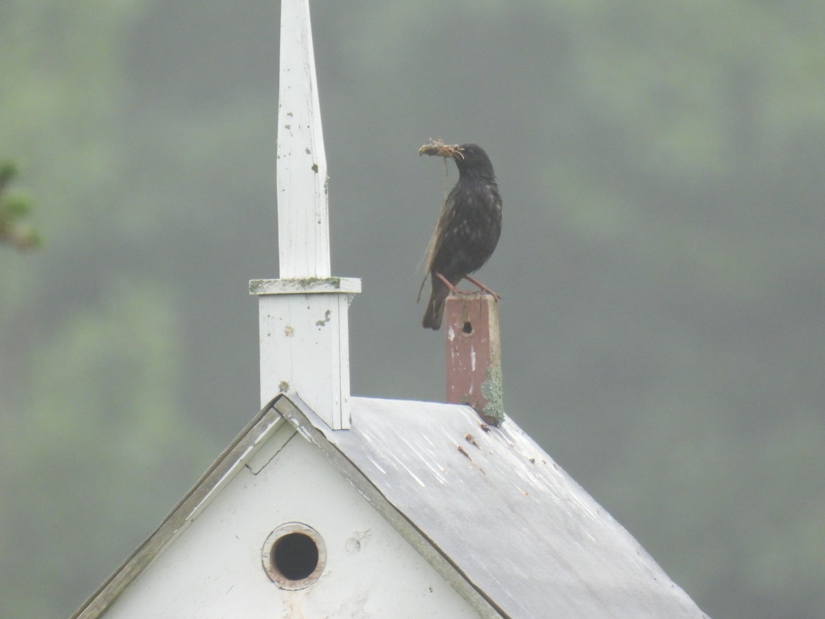 European Starling - ML621211216