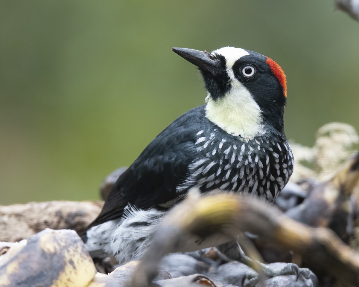 Acorn Woodpecker - ML621211220