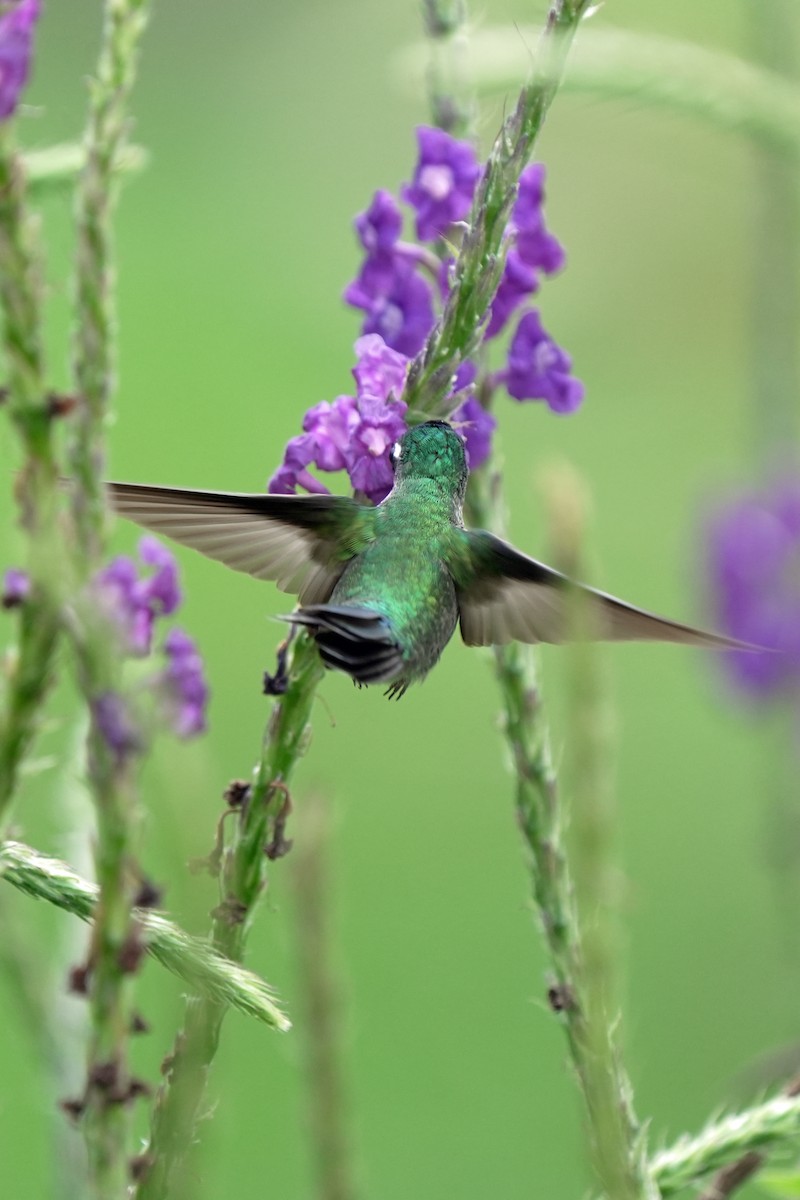 Scaly-breasted Hummingbird - ML621211227