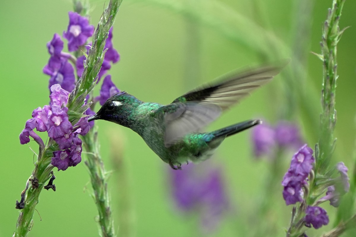 kolibřík skvrnitoprsý - ML621211228