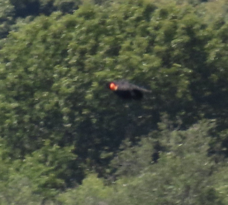 Red-winged Blackbird - ML621211230