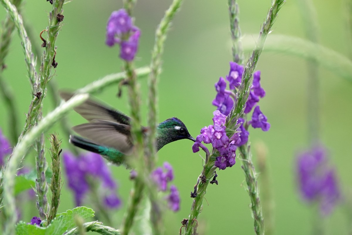 kolibřík skvrnitoprsý - ML621211232