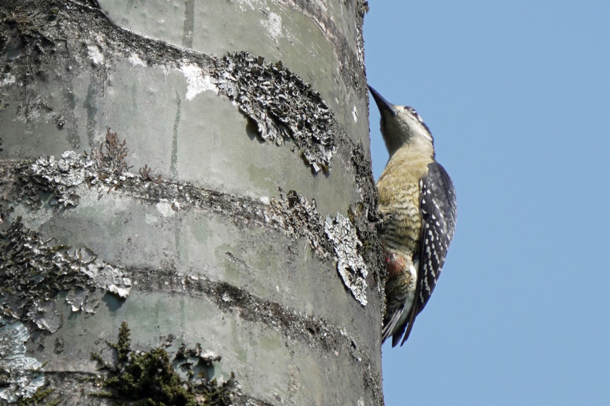 Black-cheeked Woodpecker - ML621211250