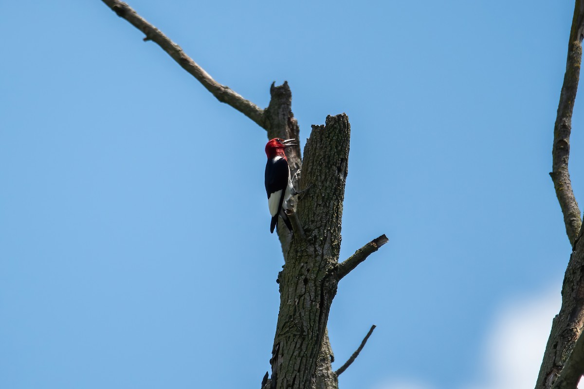 Red-headed Woodpecker - ML621211254
