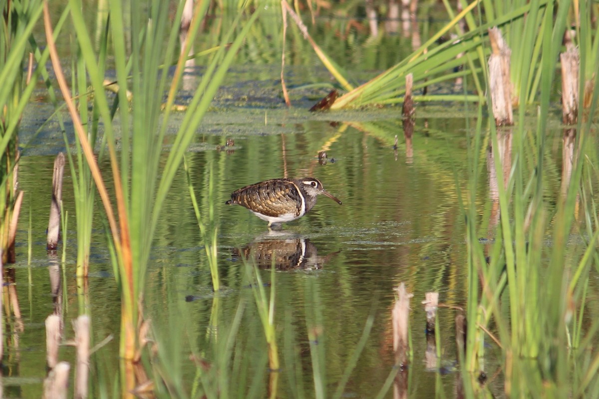 Greater Painted-Snipe - ML621211255
