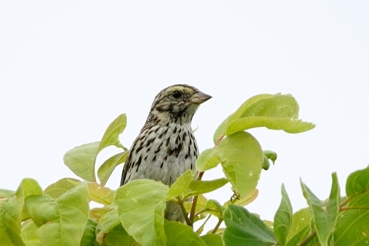 Savannah Sparrow - ML621211273