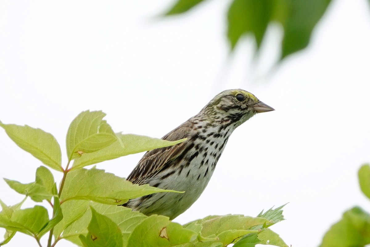 Savannah Sparrow - ML621211277