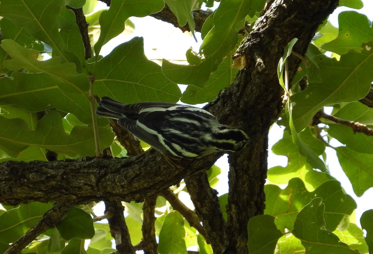 Black-and-white Warbler - ML621211278