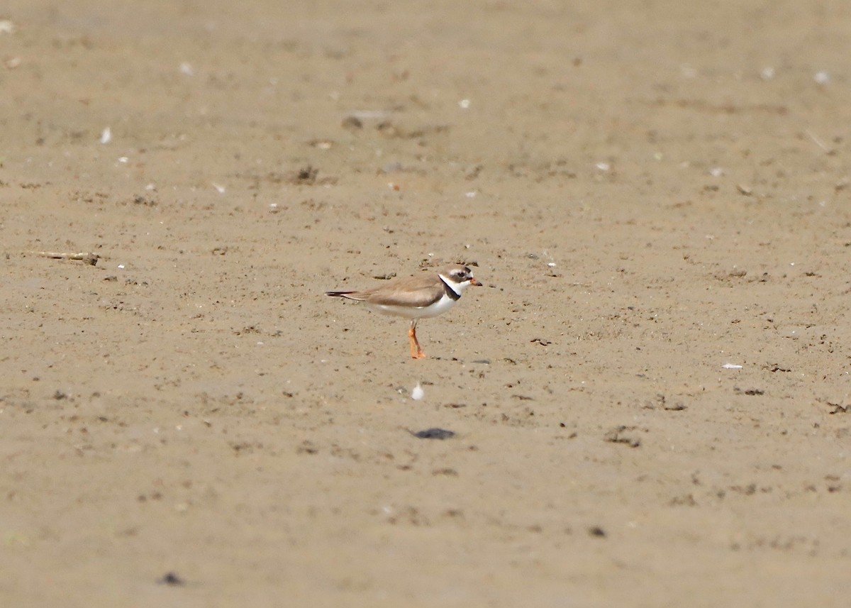 Semipalmated Plover - ML621211279