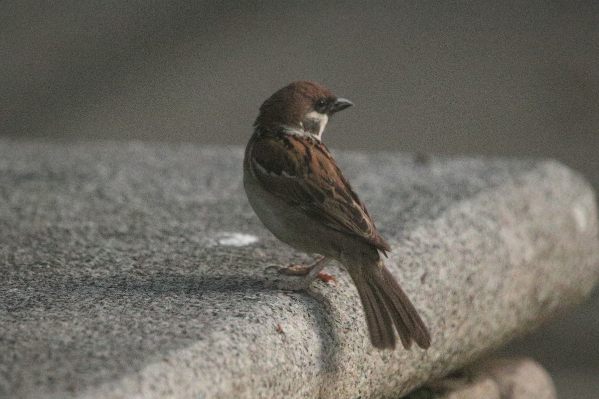 Eurasian Tree Sparrow - ML621211296
