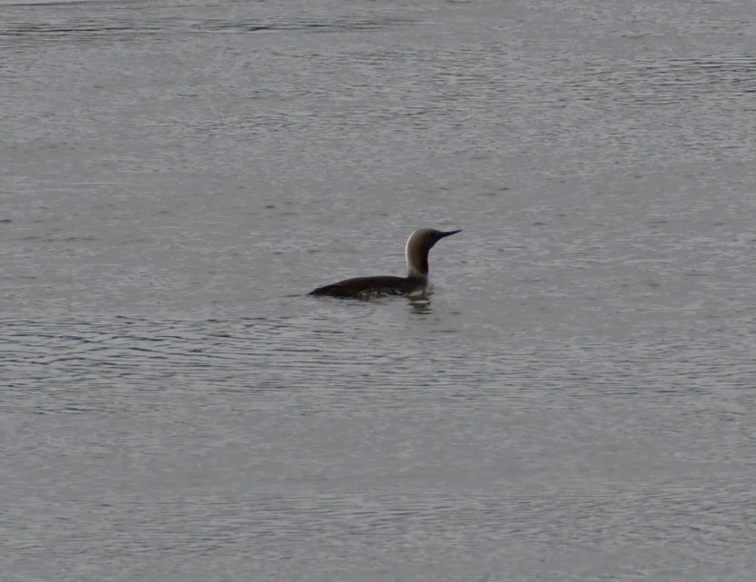 Red-throated Loon - ML621211361